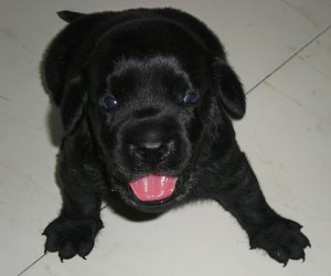 Black Labrador Puppies on Black Labrador Puppies   Mumbai   Free Classified Ads