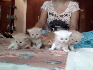 I want to sell my persian kitten - Mumbai - free ...