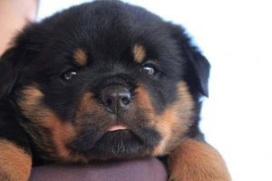 rottweiler heavy bone puppy price