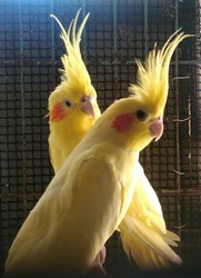 albino cockatiel price