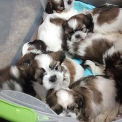 Shih Tzu Puppies For Sale At Sriganeshfarm Bangalore Free