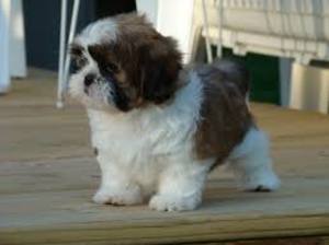 Old Vaccinated Shih Tzu Puppies Hyderabad Free Classified Ads