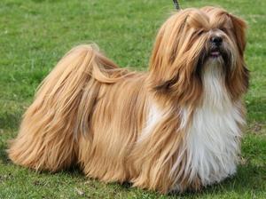 tibetan lhasa dog price